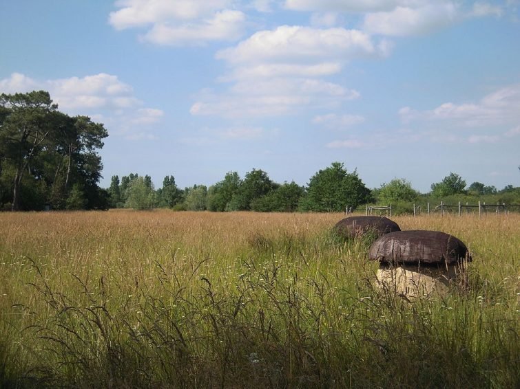 Le Parc Régional de la Brenne en camping-car : conseils, aires, itinéraires