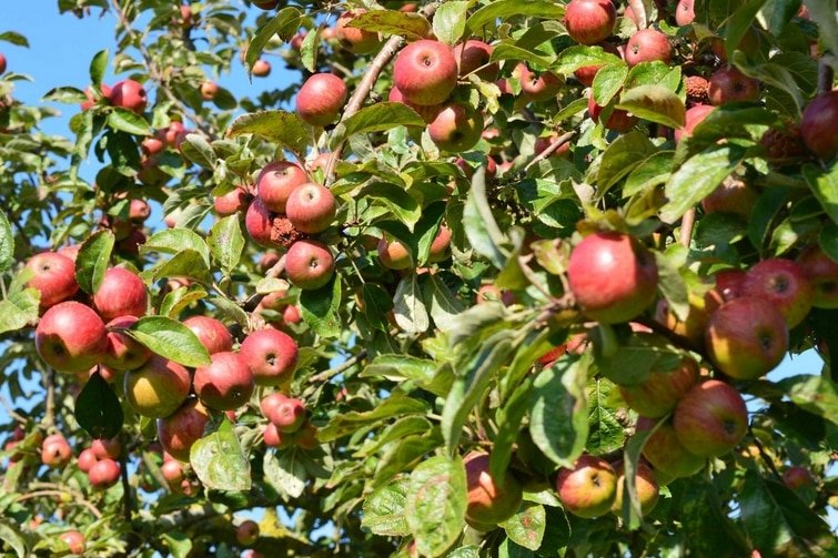 Les 17 choses incontournables à faire dans le Calvados