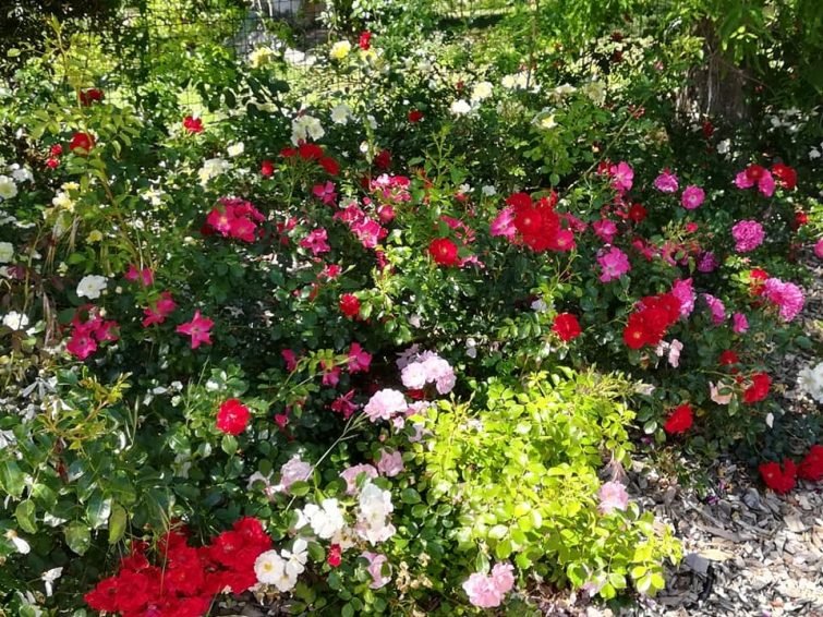 Jardin de l'île verte