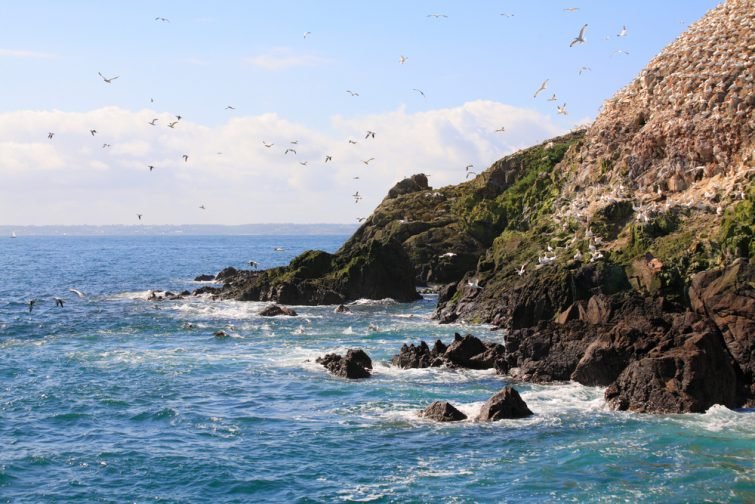 Oiseaux, Sept Îles, Bretagne