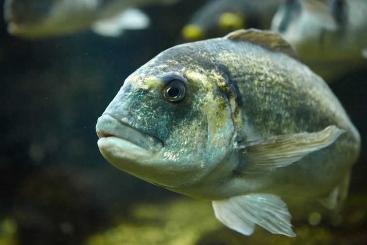 Aquarium Sealand Noirmoutier