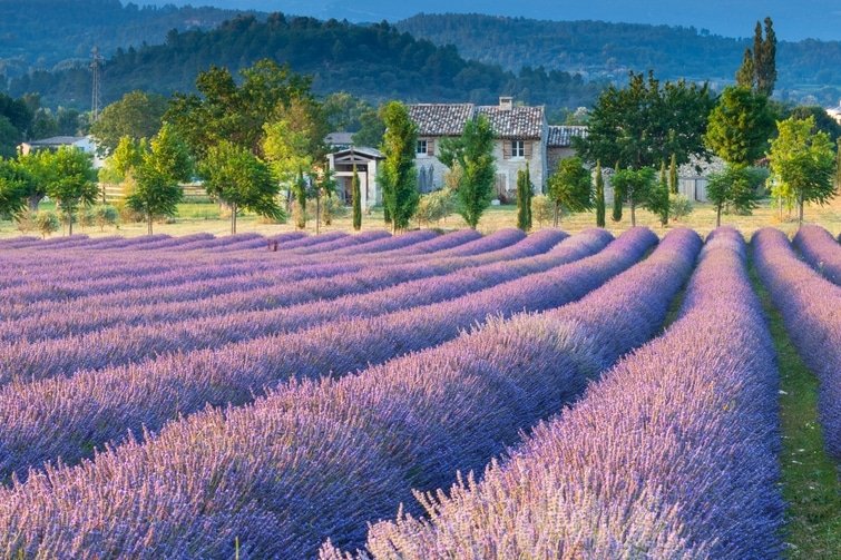 visiter le Vaucluse Champs de Lavande