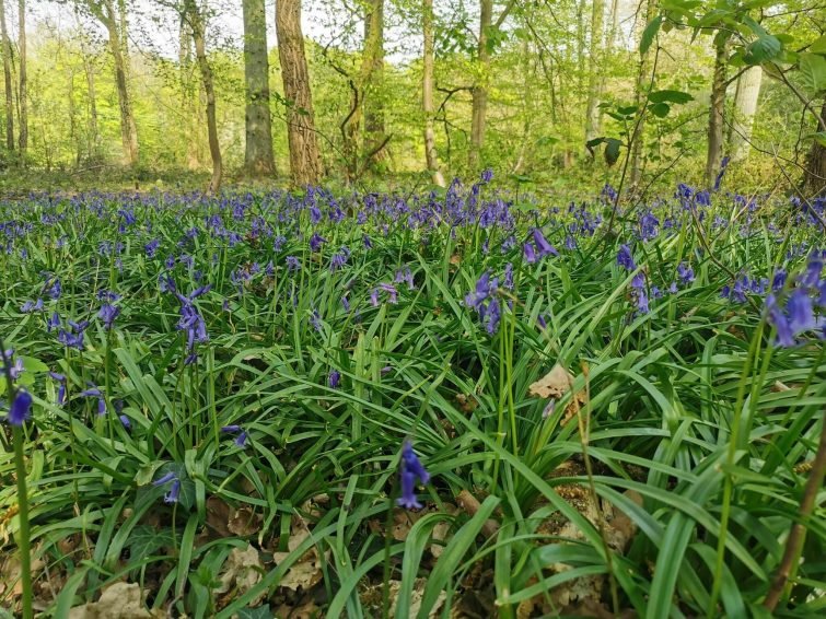 La forêt de Phalempin