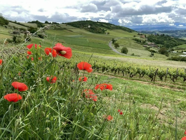 La traversée des Villages d’Oingt et Theizé