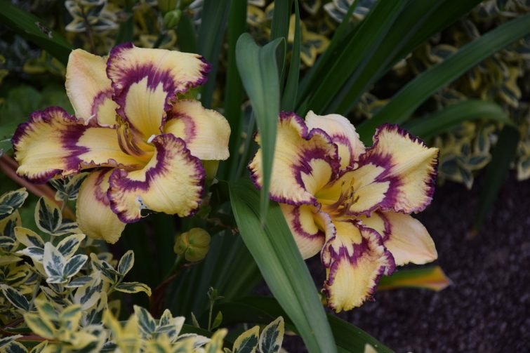 Visiter Saint-Céneri-le-Gérei - Les Jardins de la Mansonière