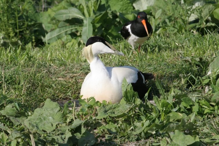 Les oiseaux du Marais Poitevin