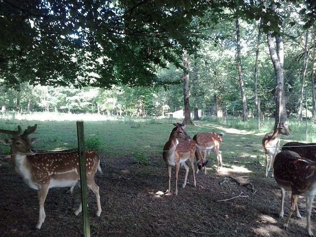 Parc animalier de Saint Laurent