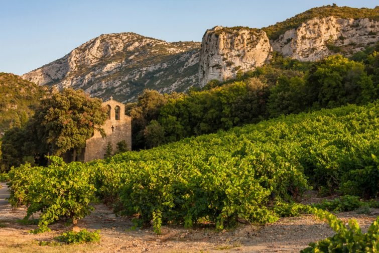 Vignoble Languedoc Roussillon