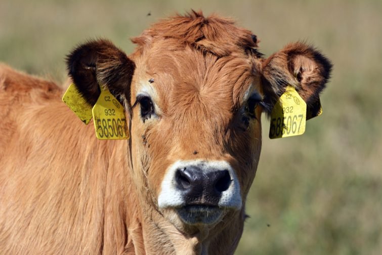 aubrac-visiter-midi-pyrennees