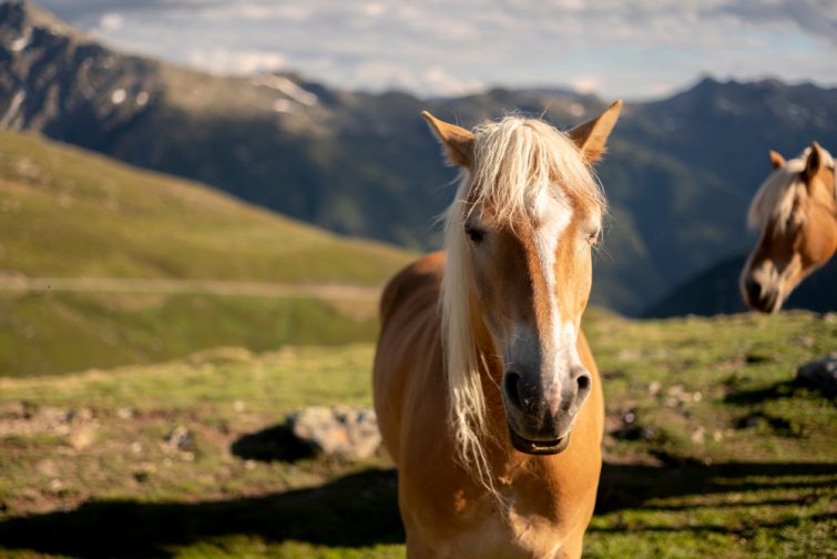 Cheval Parc Naturel Du Queyras