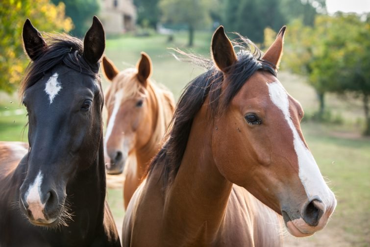 Cheval Parc Quercy