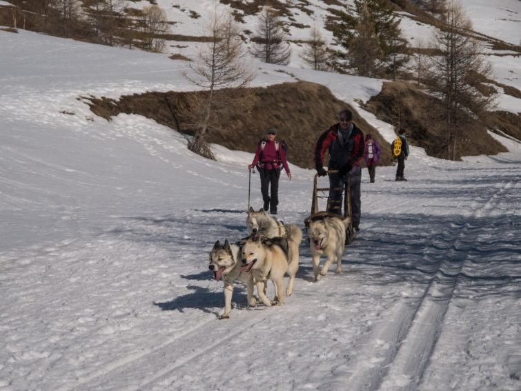 Chien de traineau Queyras