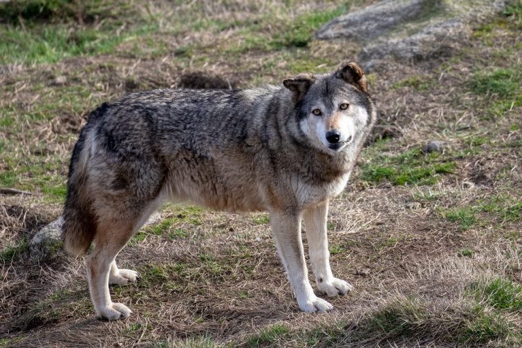 Les loups de Chabrières