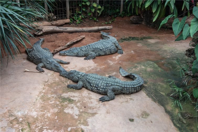 Visiter Drôme : La Ferme aux Crocodiles