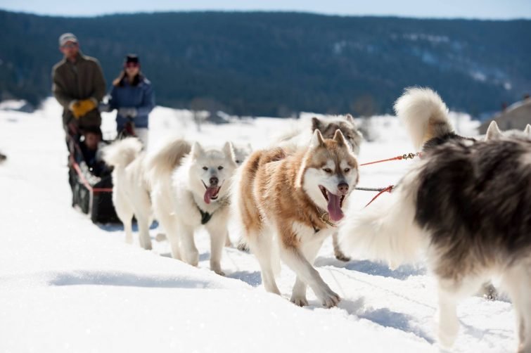 espace-nordique-entremonts-chiens-traineau