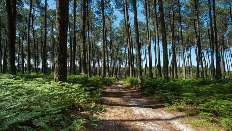 La foret des landes