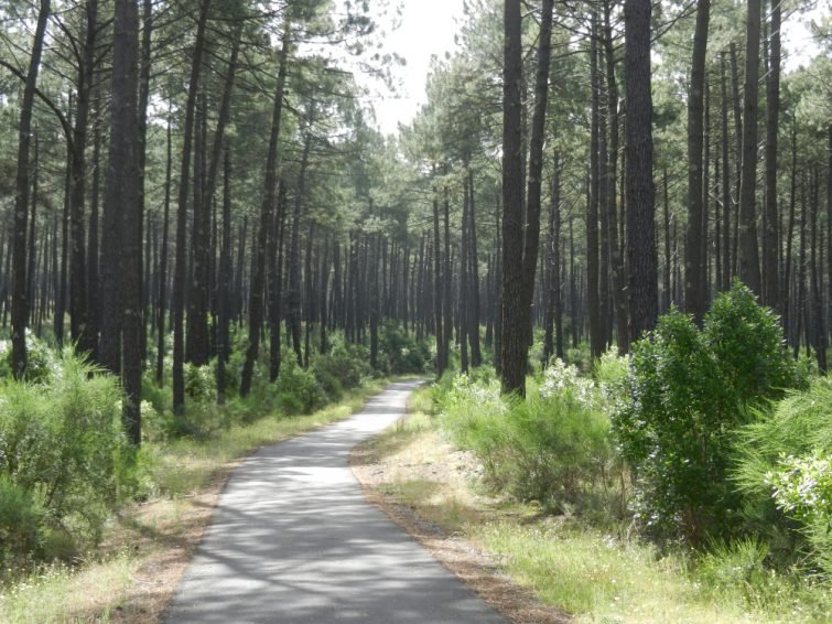 Balade à cheval au coeur de la forêt des Landes de Gascogne