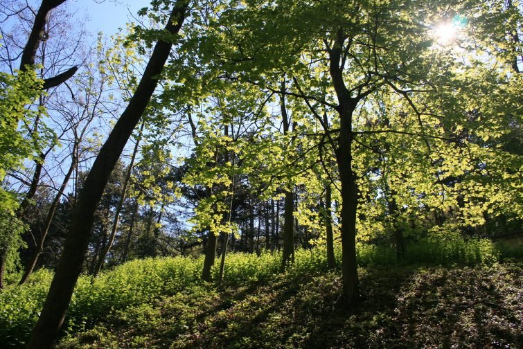 Forêt de Marsanne