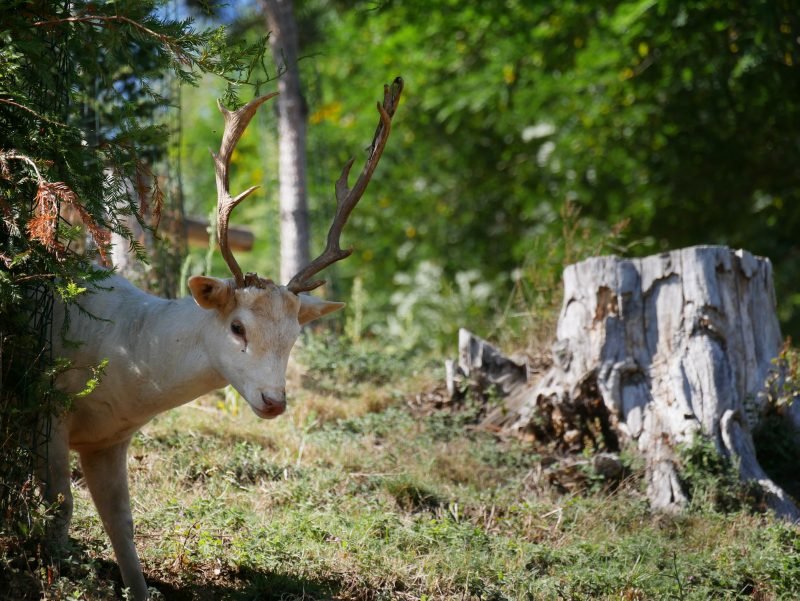 Daim, Parc animalier des Pyrénées