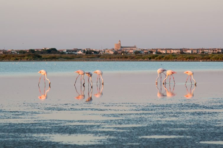 Parc naturel régional de Camargue : flamands roses et Saintes Marie en arrière plan