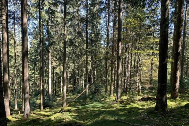 Randonnées Morvan : Tour du Haut-Folin