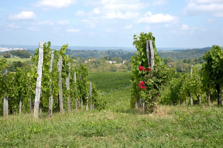 vignoble jurançon