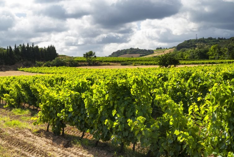 Vignoble, Carcassonne