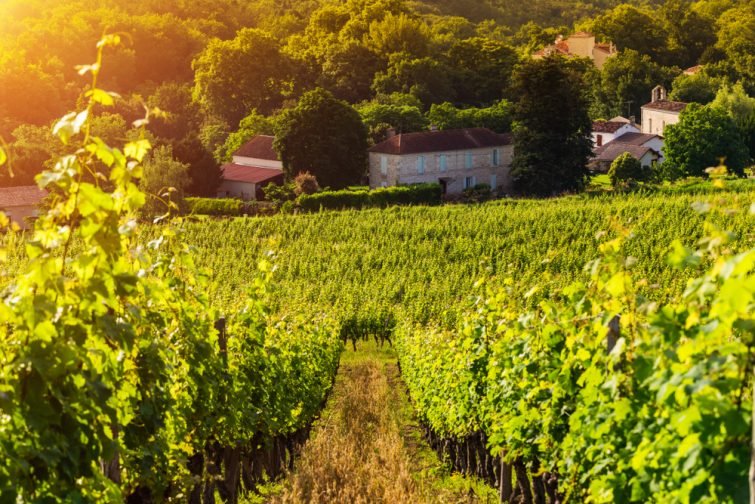 Les vignobles de l'Armagnac en camping-car