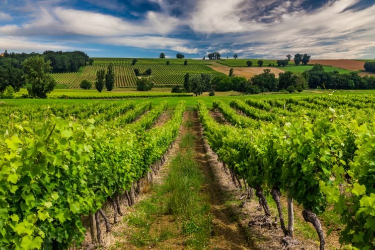 Vue sur des vignes de Gascone