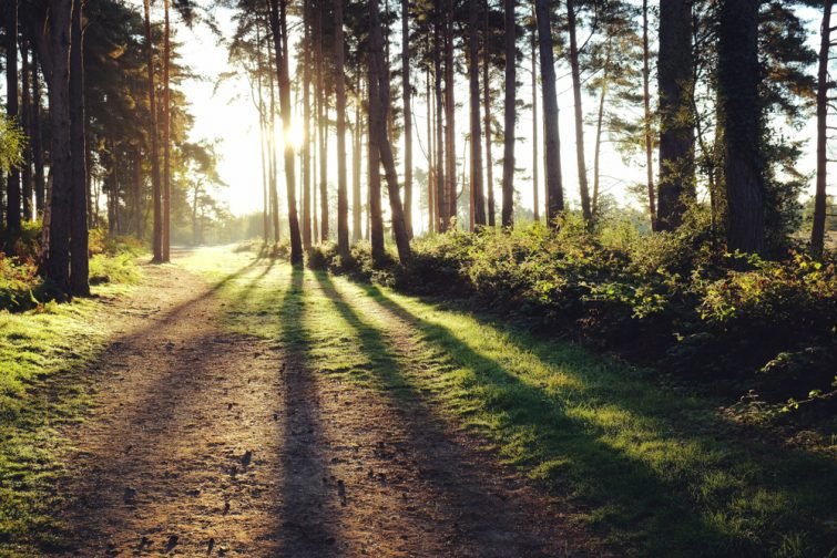 Foret des Landes